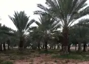 نقوم بتوريد انخيل وزرعته وتركيب الشبوك بجميع انواعها في أنحا 0