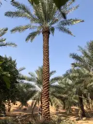 يواجد لدينا لقاح نخيل اخضر وا ناشف طيب للتواصل واتساب 0