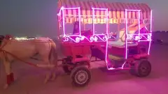 اجار خيول وجمال وحنطور مع حصان اسعار مناسبه 18