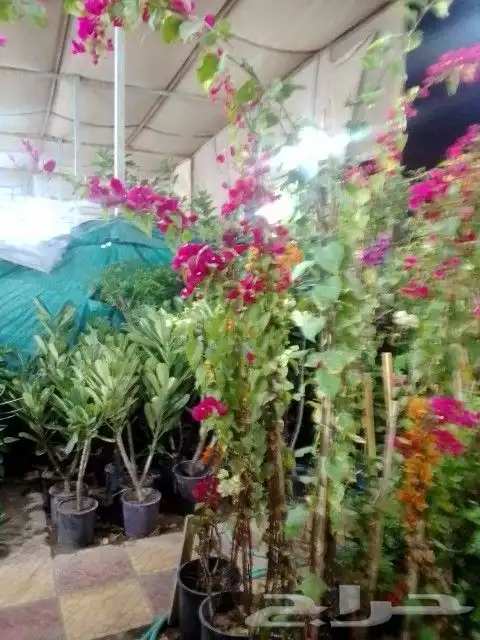 تنسيق حدائق 0