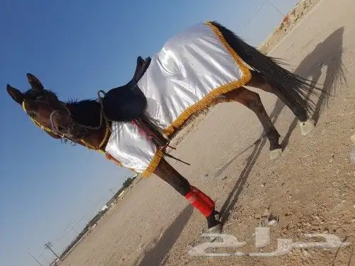 اجار خيول وجمال وحنطور مع حصان اسعار مناسبه 0