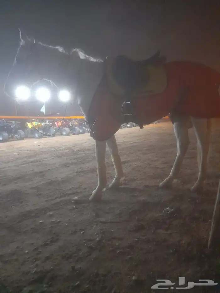 اجارالخيل وجمال وسياسي وحنطور ودبابات 13