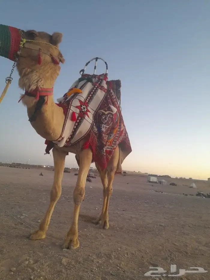 اجارالخيل وجمال وسياسي وحنطور ودبابات 2