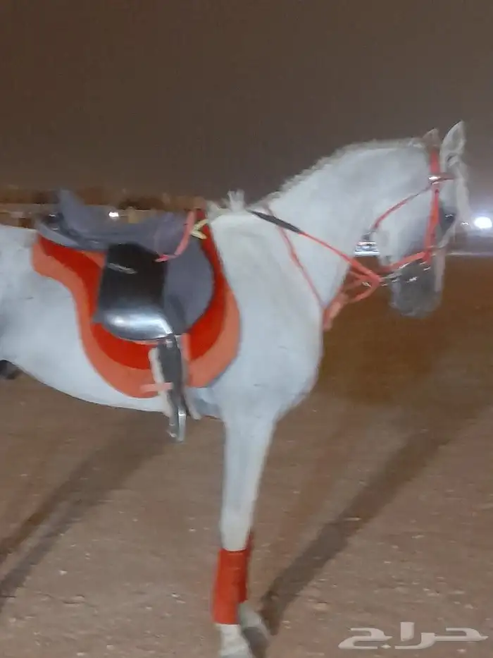 اجارالخيل وجمال وسياسي وحنطور ودبابات 11