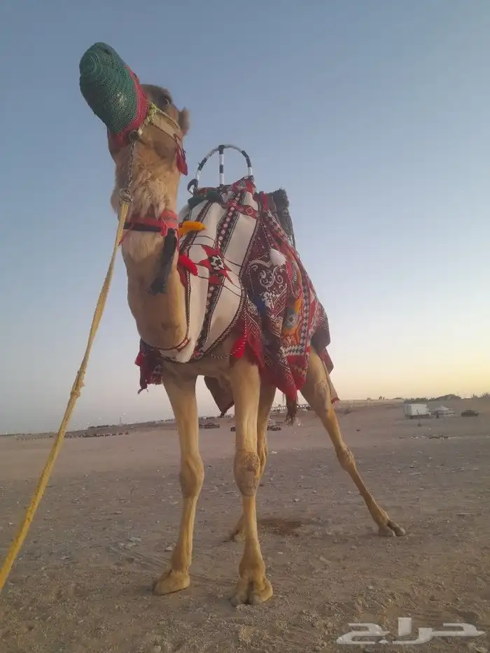 اجارالخيل وجمال وسياسي وحنطور ودبابات 3