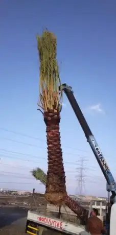 نخيل وزيتون 3
