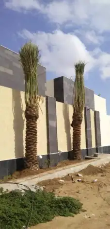 نخيل وزيتون 4