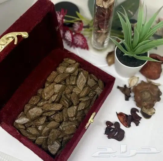 عرض على العود 3