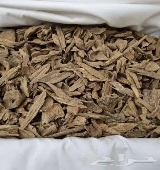 عرض على العود 1