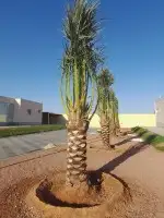 جميع انواع النخيل 4