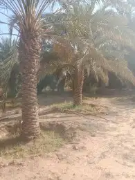 نقوم بتوريد انخيل الوشنطني والعربي وزرعته مقسات حلوه في جميع 8