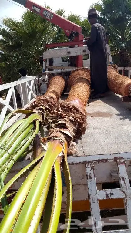 جميع انواع النخيل 3