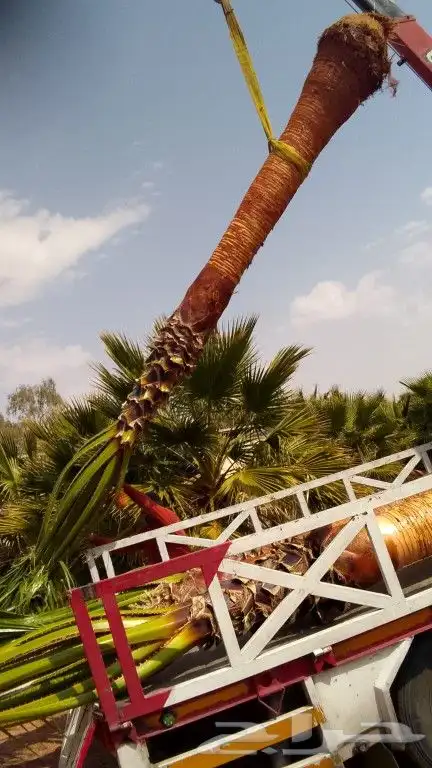 جميع انواع النخيل 0