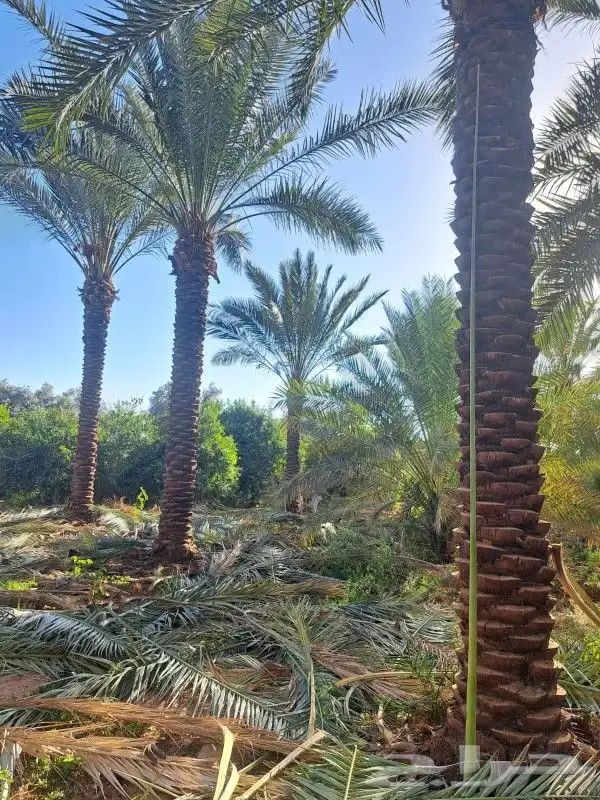 جميع انواع النخيل 2