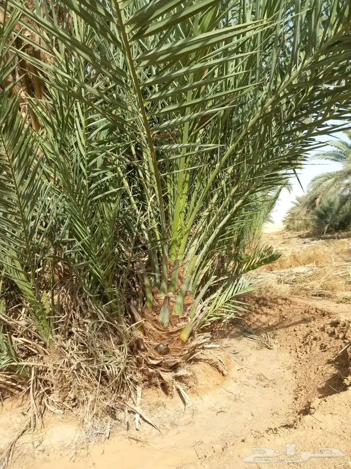 يوجد لدينا جميع انواع فسايل النخيل 4