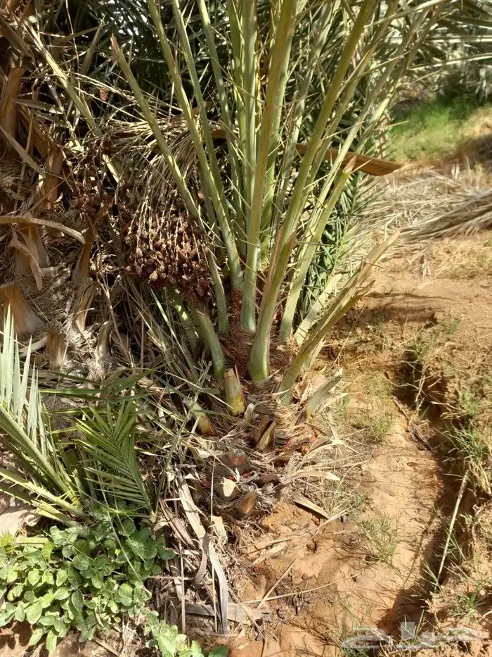 يوجد لدينا جميع انواع فسايل النخيل 1