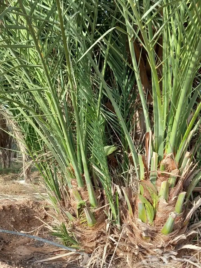يوجد لدينا جميع انواع فسايل النخيل 5