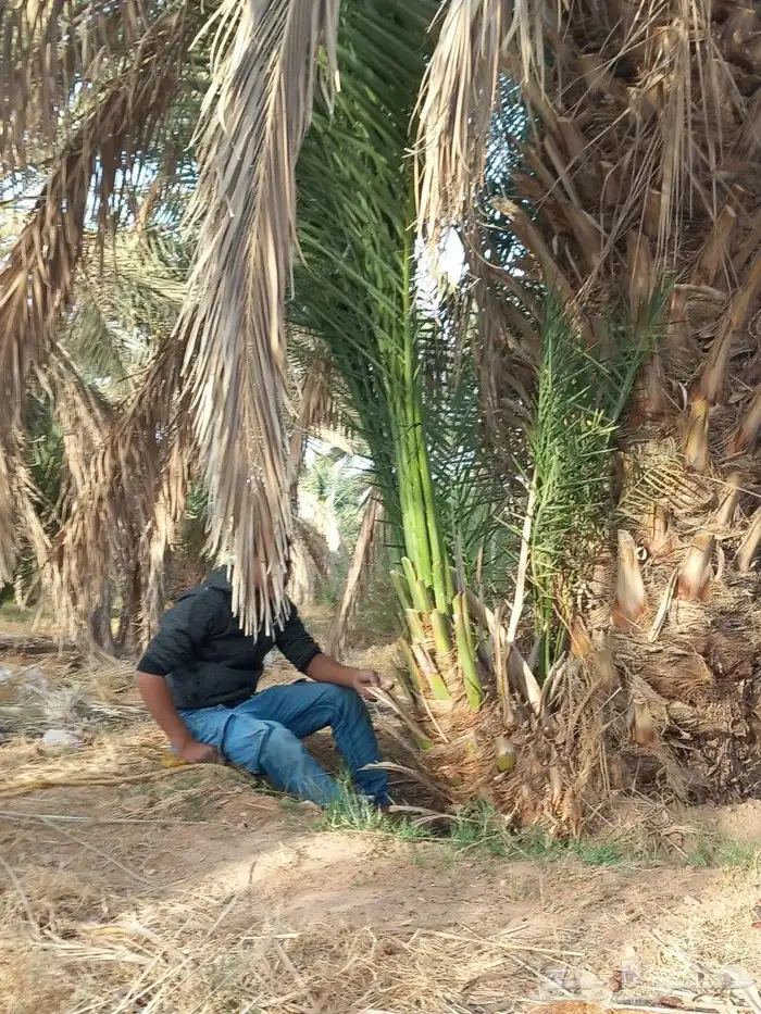 يوجد لدينا جميع انواع فسايل النخيل 7