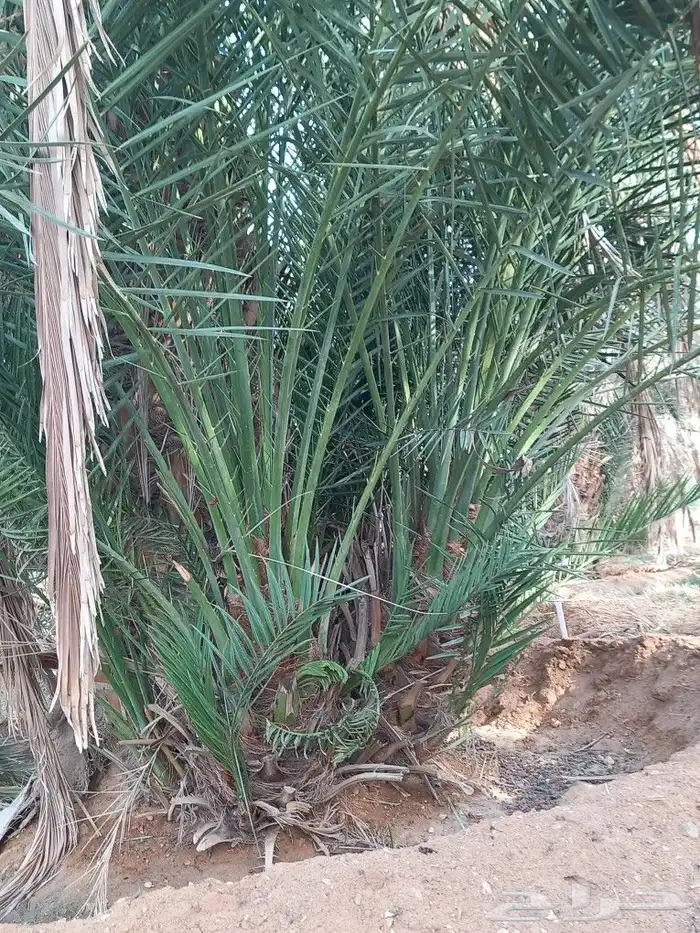 يوجد لدينا جميع انواع فسايل النخيل 6