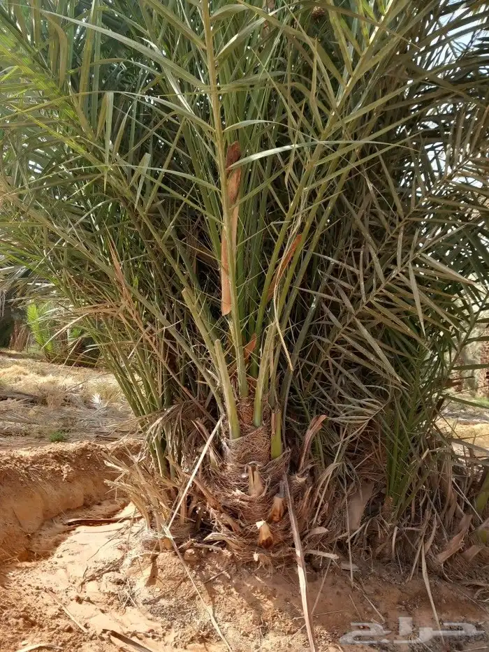 يوجد لدينا جميع انواع فسايل النخيل 0