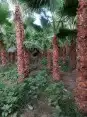 نقوم بتوريد انخيل الوشنطني والعربي وزرعته مقسات حلوه في جميع 14