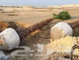 يوجد لدينا نخيل للبيع 1