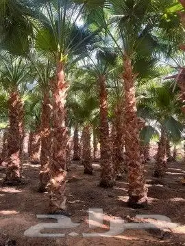 يوجد لدينا نخيل للبيع 0