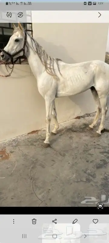 اجار جمال وخيول وسياسي 1