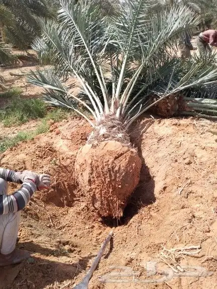 يوجد لدينا نخيل للبيع 2