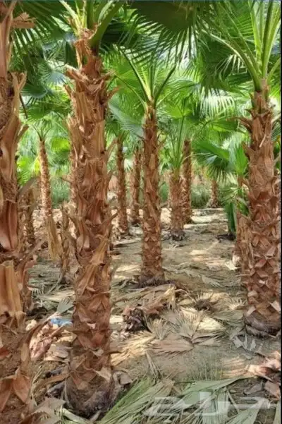 يوجد لدنيا نخل وشنطني وسرو إيطالي وسيكس 3