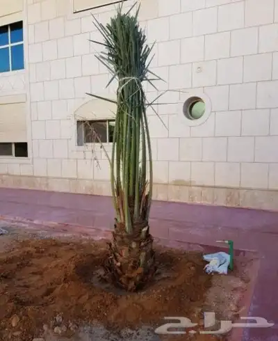يوجد لدنيا نخل وشنطني وسرو إيطالي وسيكس 0