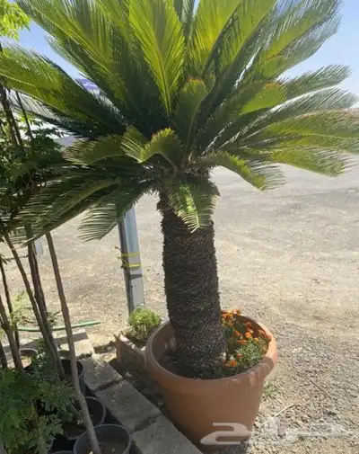 يوجد لدنيا نخل وشنطني وسرو إيطالي وسيكس 4
