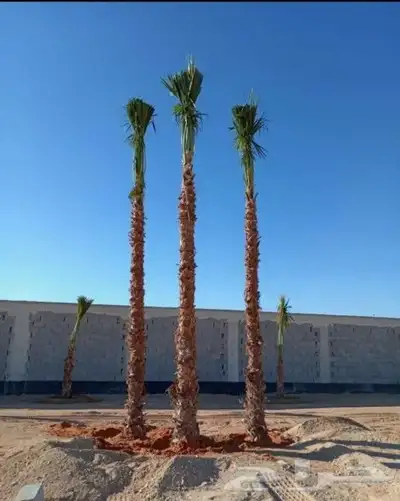 يوجد لدنيا نخل وشنطني وسرو إيطالي وسيكس 2