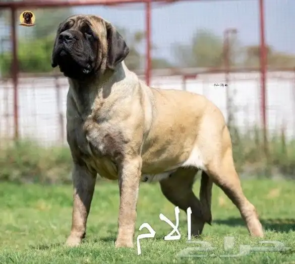 اقوي جراوي انجليش ماستيف بالبيديجري 6