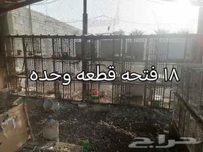 محاكر للبيع 2