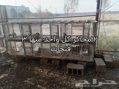 محاكر للبيع 3
