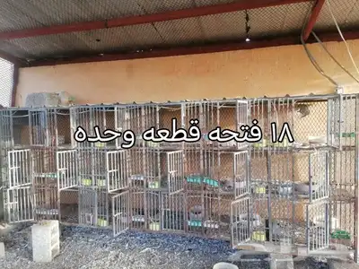 محاكر للبيع 1