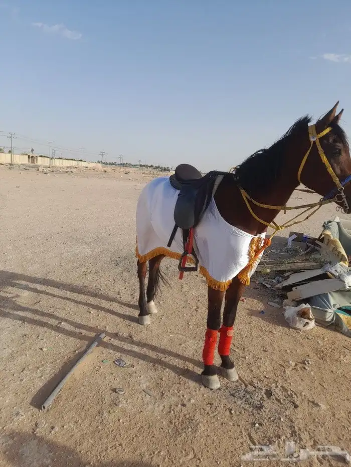اجار جمال وخيول وسياسي 4