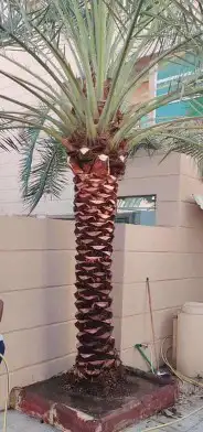 تكريب وقلع وغرس النخيل 2