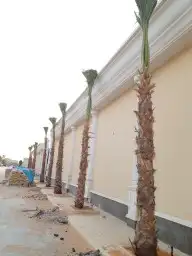 نخل واشنطن للبيع درجه اولى جميع المقاسات متوفره 1