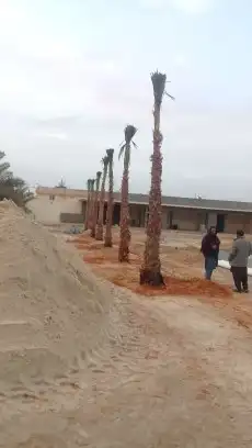 نخل واشنطن للبيع درجه اولى جميع المقاسات متوفره 6