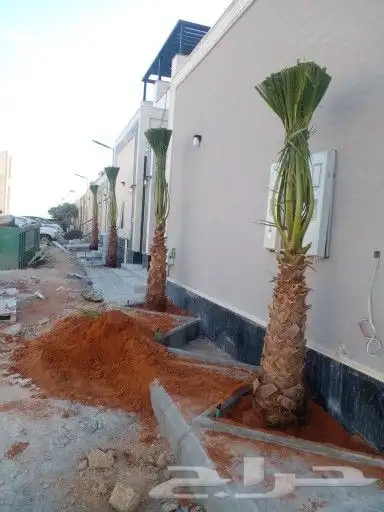 نخل واشنطن للبيع درجه اولى جميع المقاسات متوفره 7