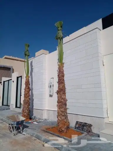 نخل واشنطن للبيع درجه اولى جميع المقاسات متوفره 3