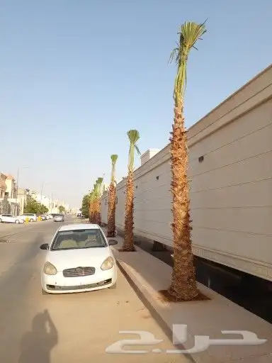 نخل واشنطن للبيع درجه اولى جميع المقاسات متوفره 5