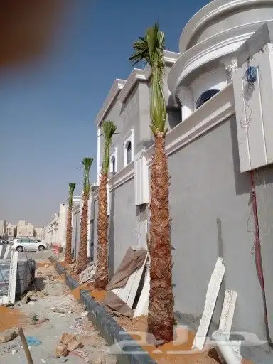 نخل واشنطن للبيع درجه اولى جميع المقاسات متوفره 2