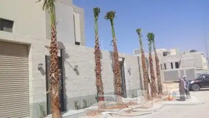 نخل واشنطن للبيع درجه اولى جميع المقاسات متوفره 4
