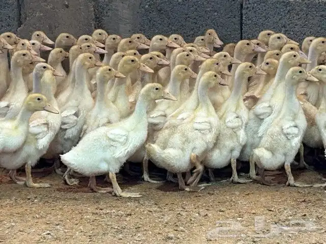 بط بكيني سوبر جامبو الموقع سدير 0