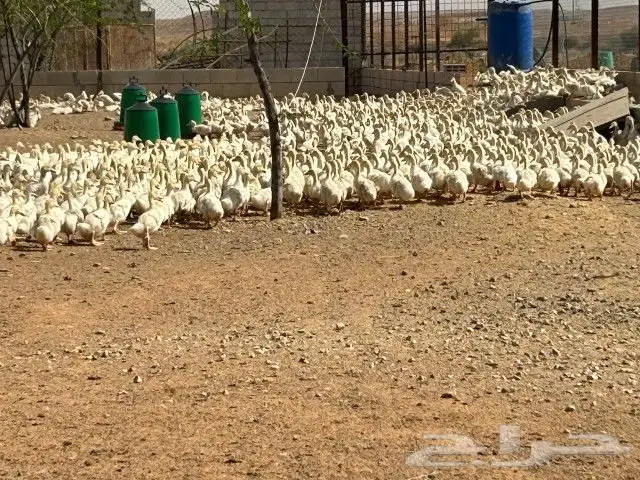بط بكيني سوبر جامبو الموقع سدير 2