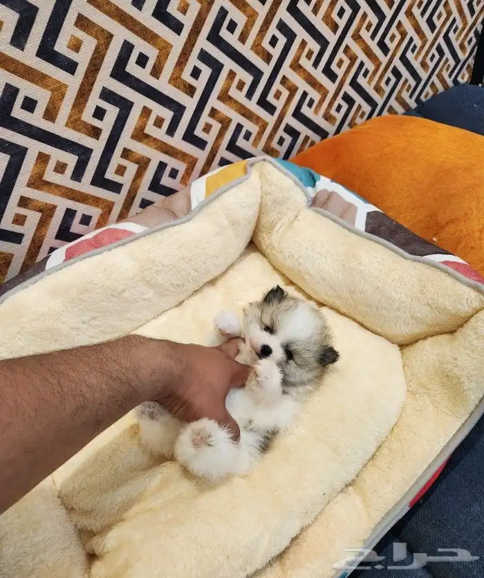 كلب بومرينيان تي كب Pomeranian Puppy للبيع 0