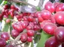 قهوه خضراء خولاني قشر البن اليمني بن خولاني حبات كمله 1
